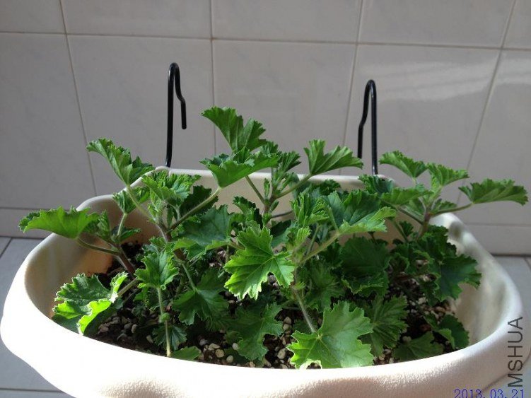 ˫ɫ��ʹ 2013.03.21(2).JPG