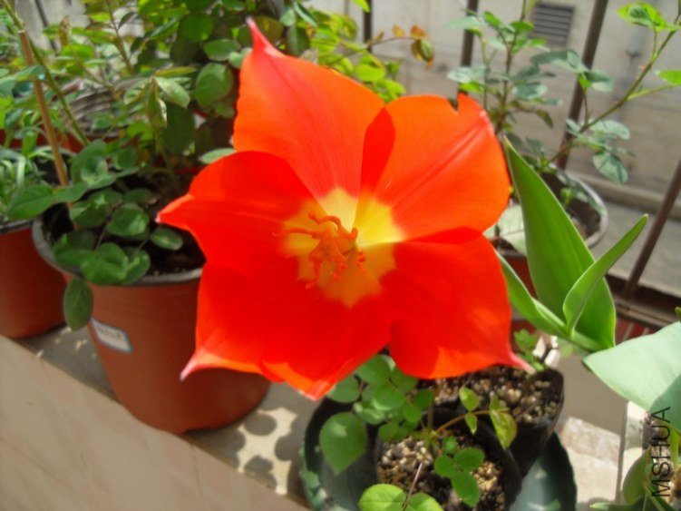 SDC17476.JPG