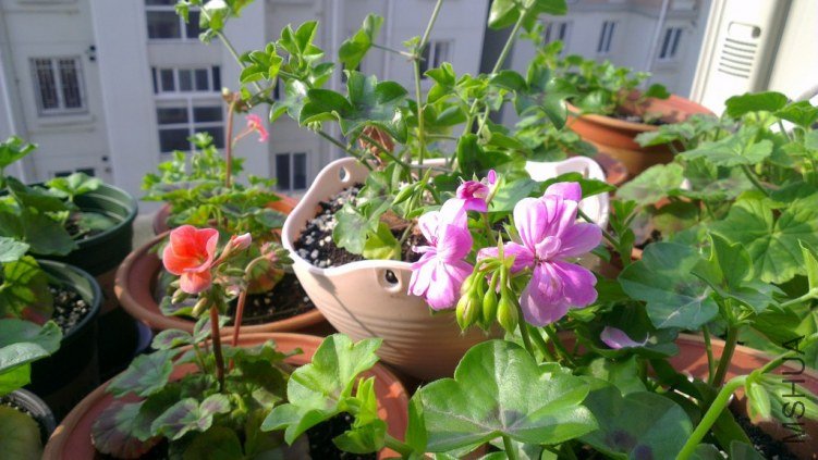 ���������Ĵ���