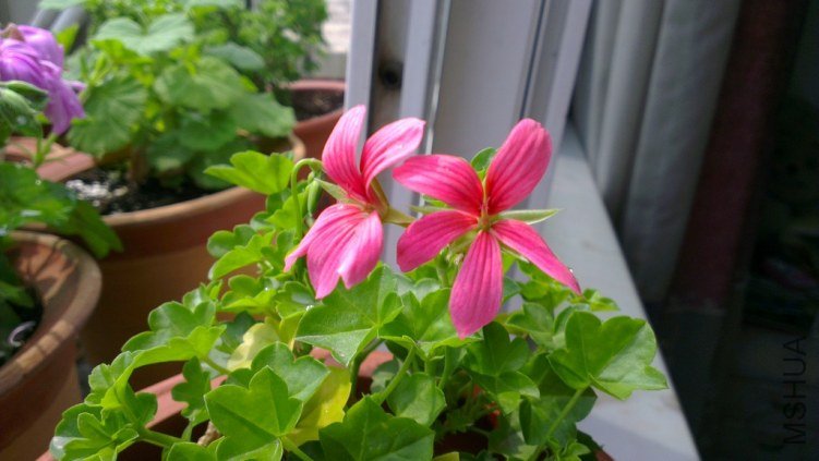 �����ٲ�