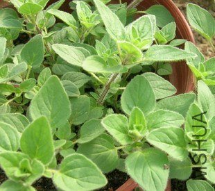 ţ���������ġ�