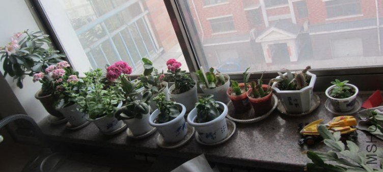 IMG_4803.JPG