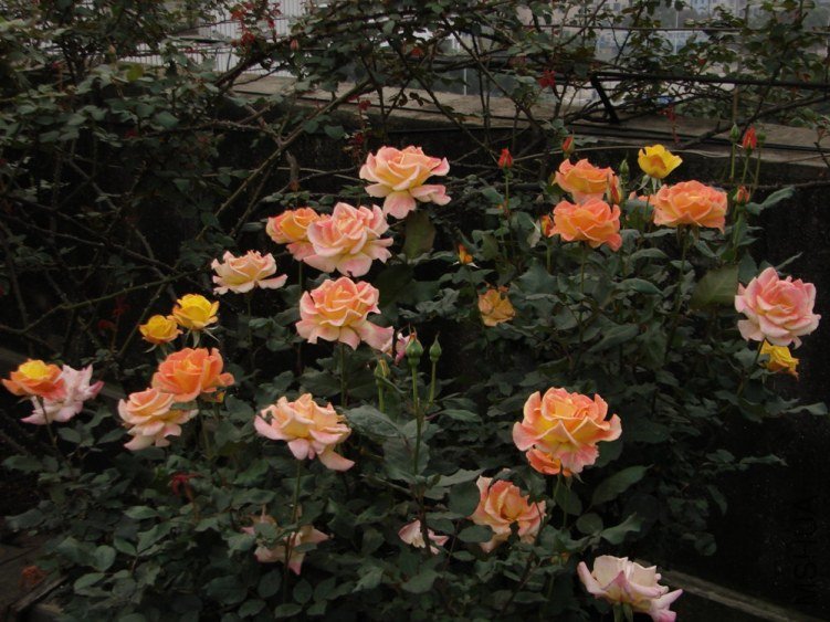DSC02141.jpg