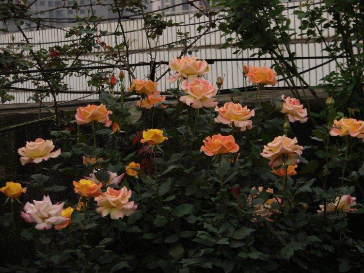 DSC02142.jpg