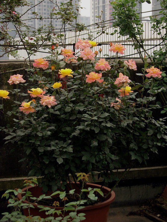 DSC02162.jpg