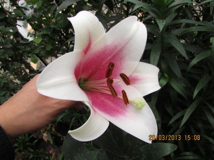 IMG_3865_nEO_IMG.jpg
