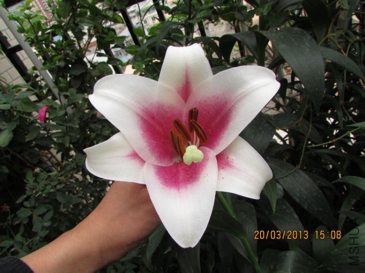 IMG_3868_nEO_IMG.jpg
