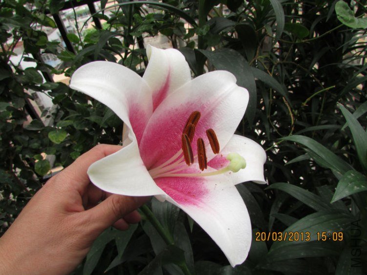 IMG_3869_nEO_IMG.jpg