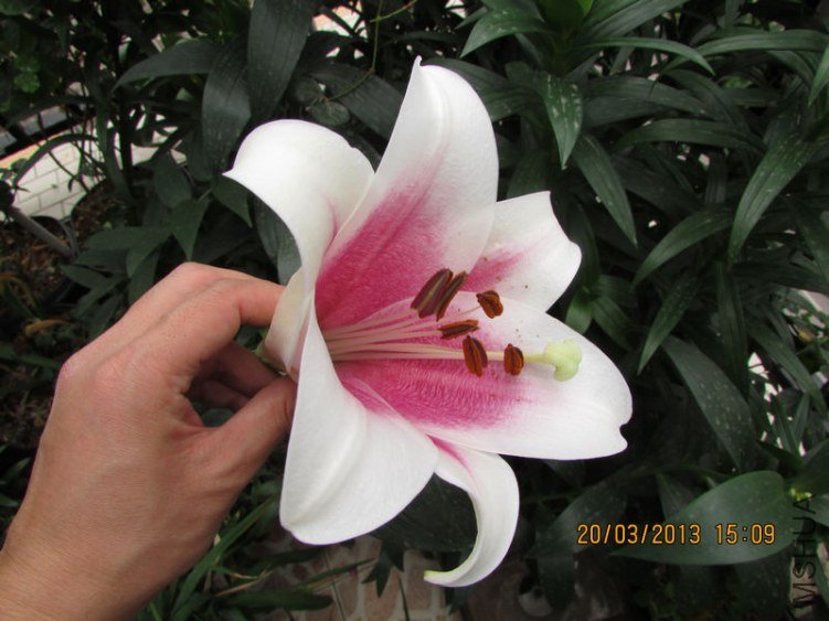 IMG_3870_nEO_IMG.jpg