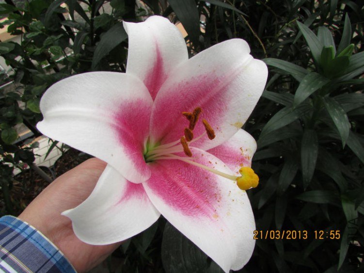IMG_3923_nEO_IMG.jpg