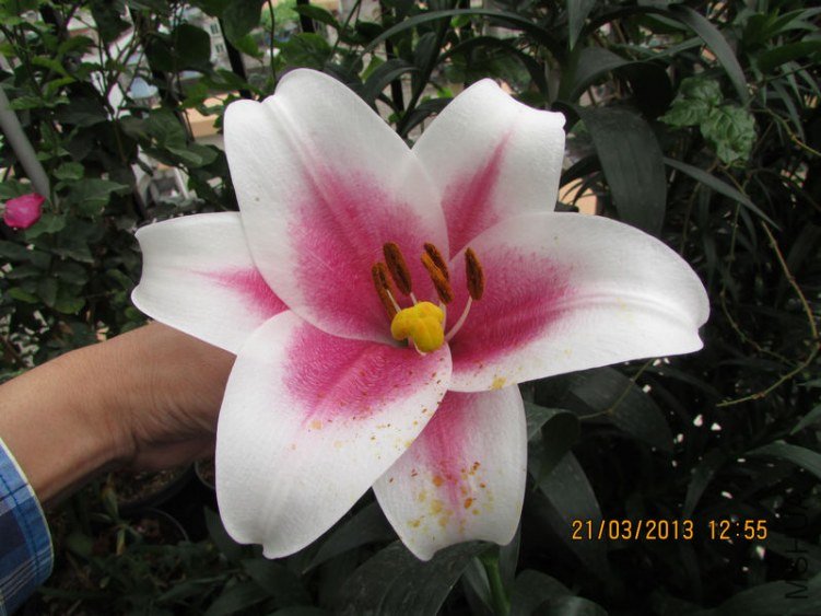 IMG_3925_nEO_IMG.jpg