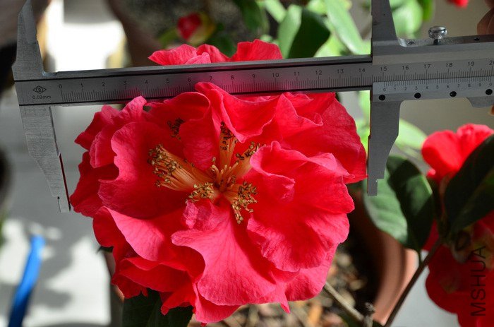 DSC_4983.jpg