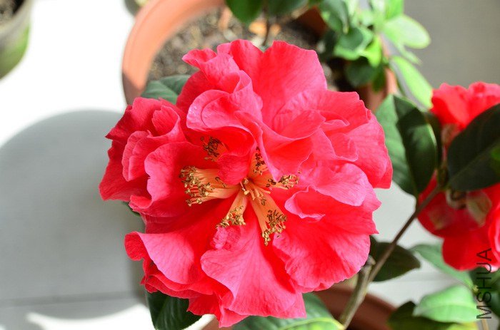 DSC_4985.jpg