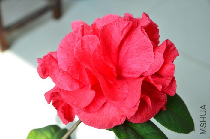 DSC_4986.jpg