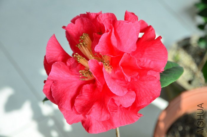 DSC_4988.jpg