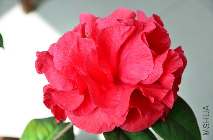 DSC_4990.jpg