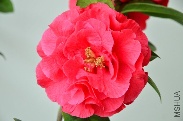 DSC_4994.jpg