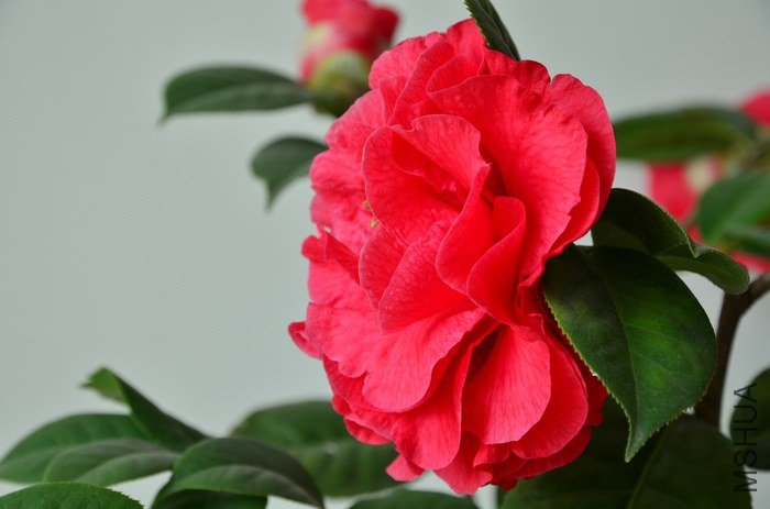DSC_4995.jpg