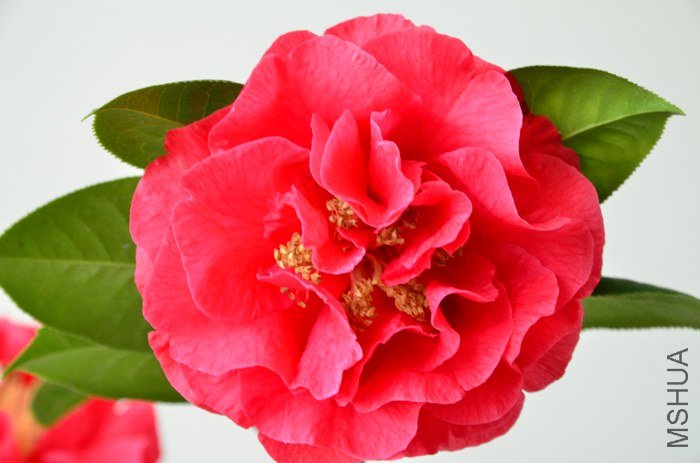 DSC_5000.jpg