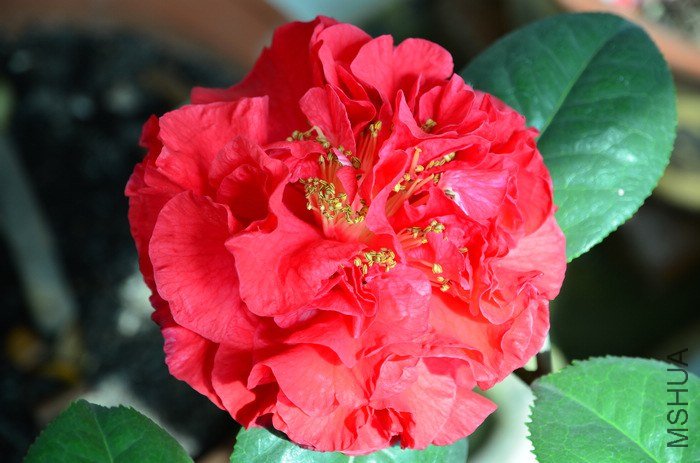 DSC_5020.jpg