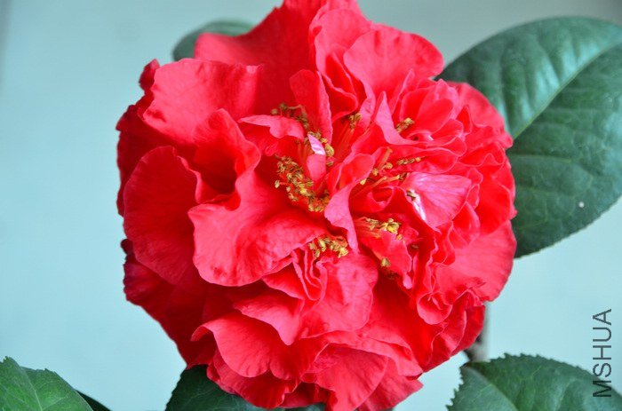 DSC_5022.jpg