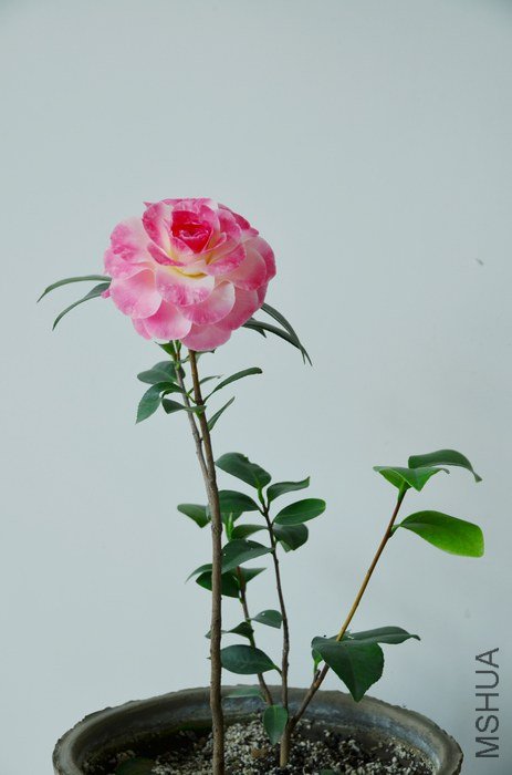 DSC_5030.jpg