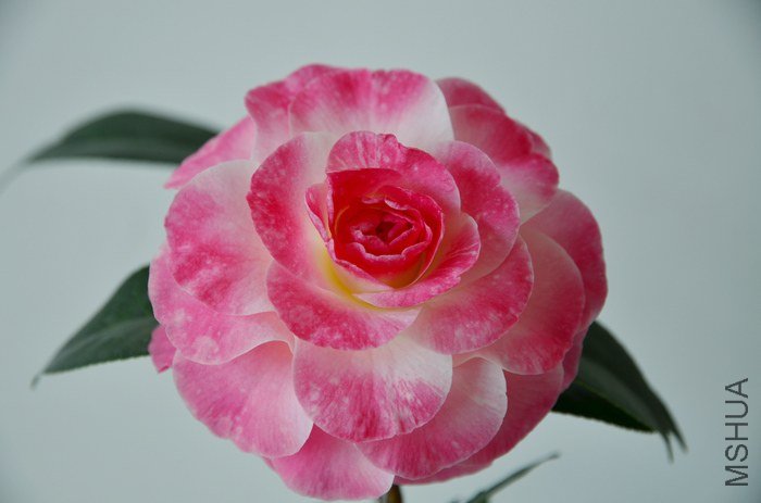 DSC_5031.jpg