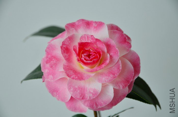 DSC_5033.jpg