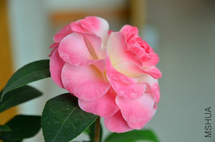 DSC_5035.jpg