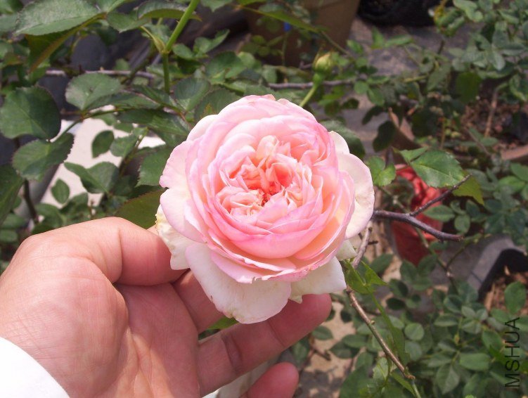 100_0081.JPG