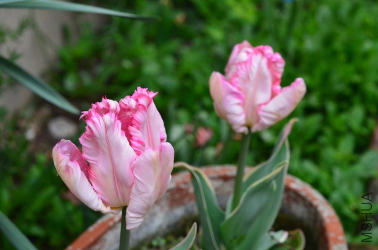 ��ɫ����20130320 001.JPG