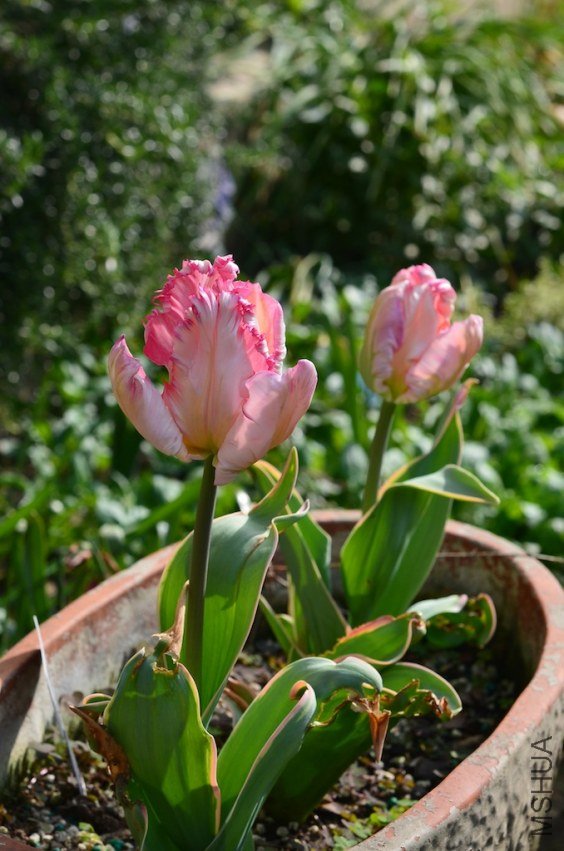 ��ɫ����20130319 001.JPG