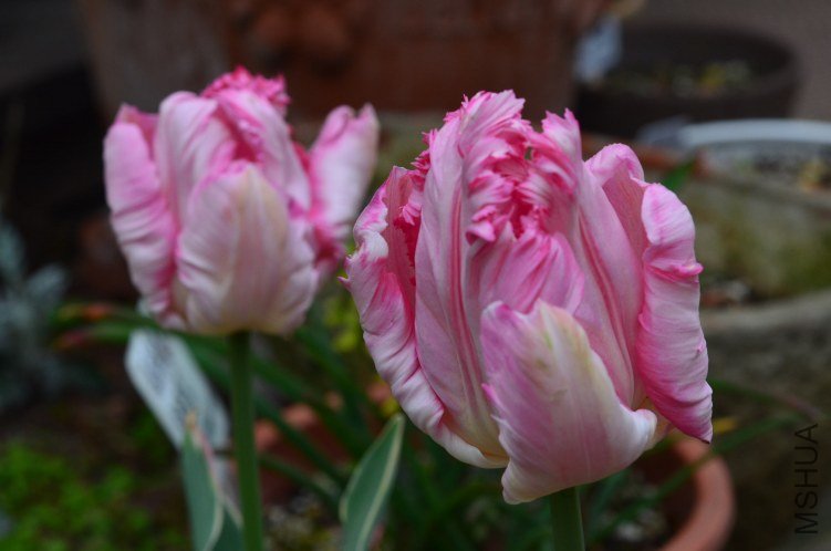 DSC_0074.JPG