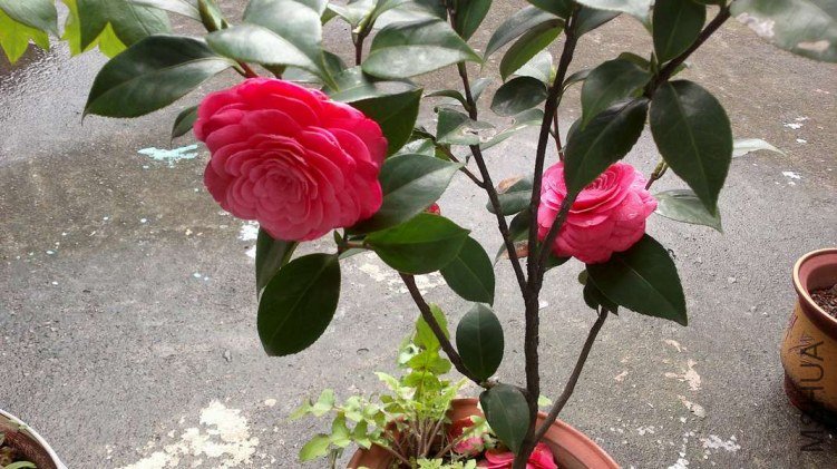 2013-03-23-026.jpg