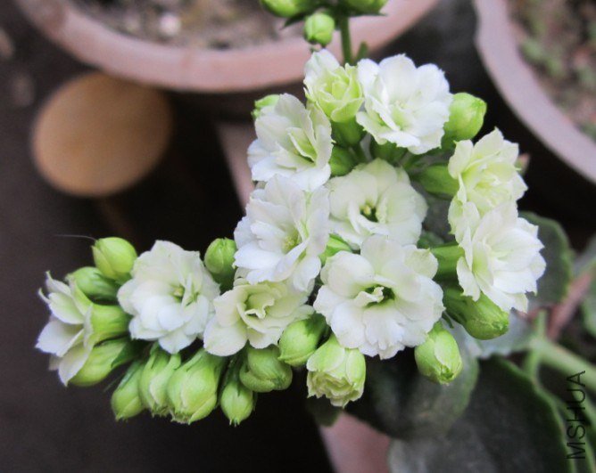��ѩ20130312B.jpg