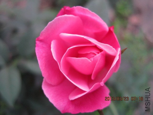 IMG_3887.jpg