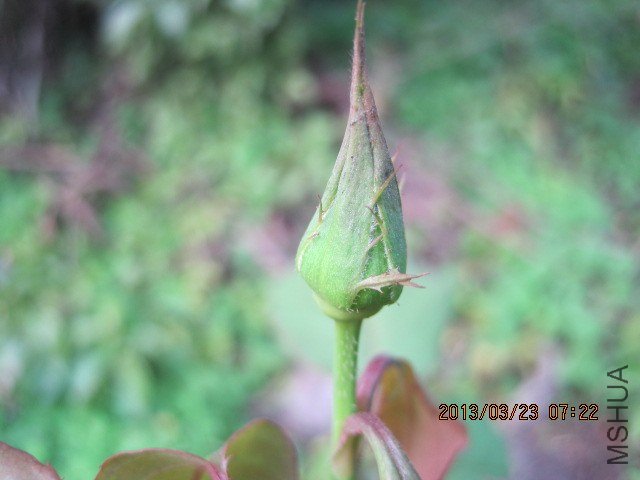 IMG_3895.jpg