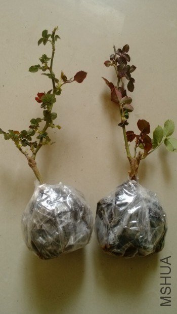 20130323234600.jpg