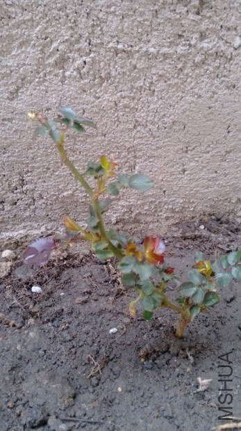 20130323234615.jpg