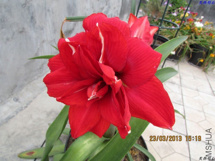 IMG_4071_nEO_IMG.jpg