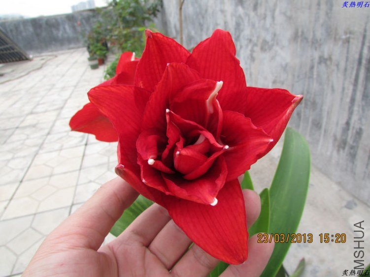 IMG_4076_nEO_IMG.jpg