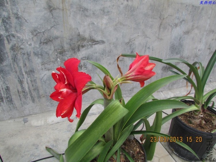 IMG_4078_nEO_IMG.jpg