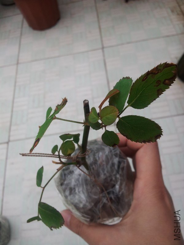 20130324_113243.jpg