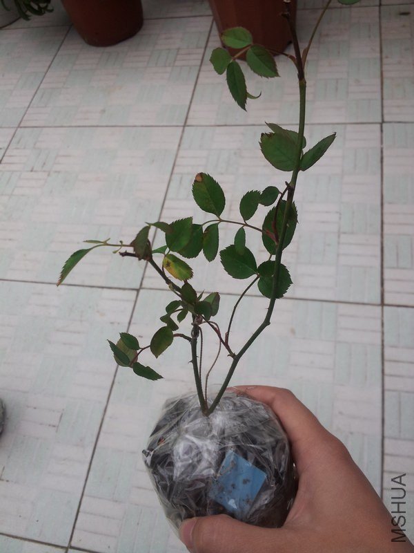 ������ã���֦����������ʼ��Щ����Ҷ��