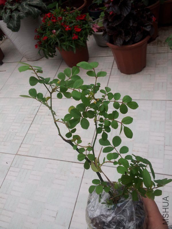20130324_113339.jpg