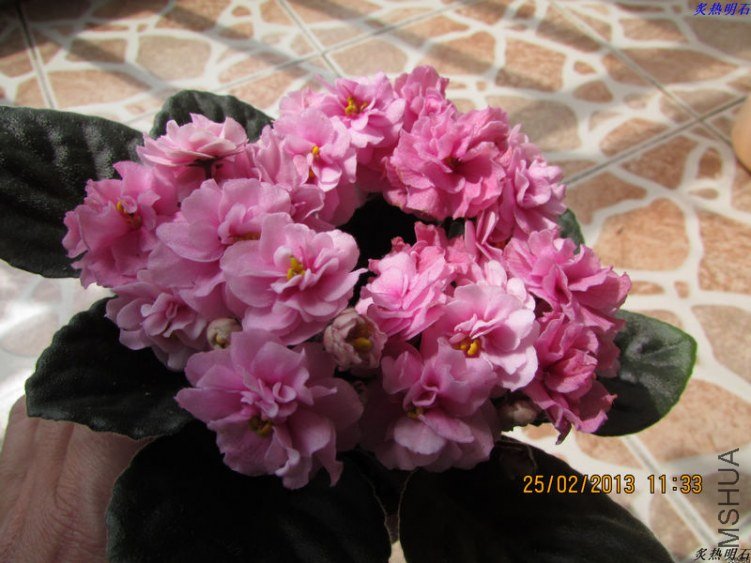 IMG_2775_nEO_IMG.jpg