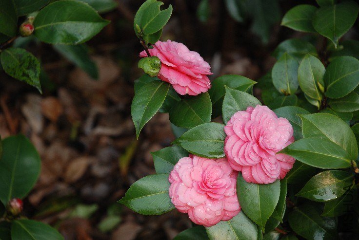 DSC_0042.JPG