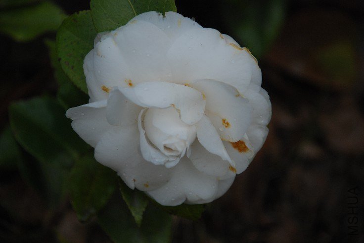 DSC_0043.JPG