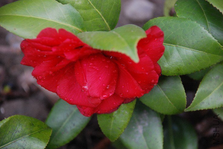 DSC_0044.JPG
