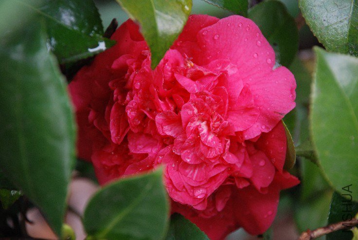 DSC_0045.JPG